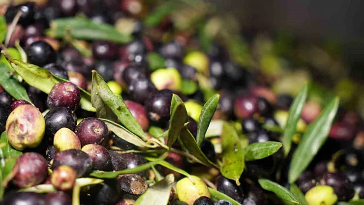 Zeytinde Maliyet Alarmı