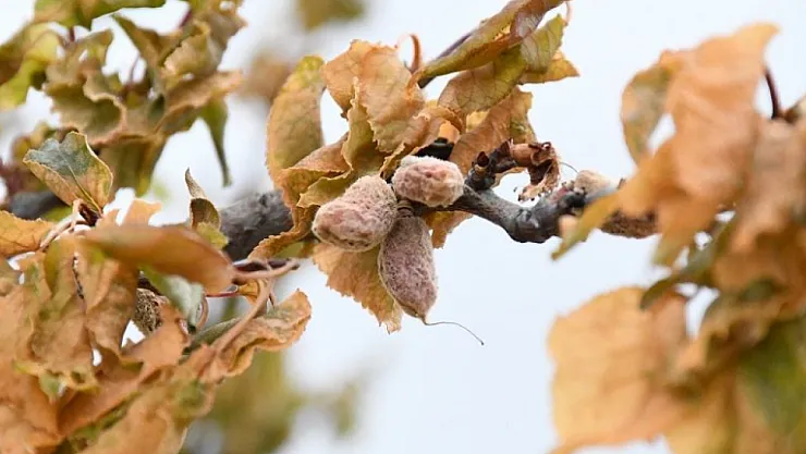 Zirai Don Desteği Hesaplara Yatırılmaya Başlandı