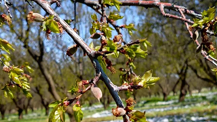 Zirai don destek ödemeleri başlıyor