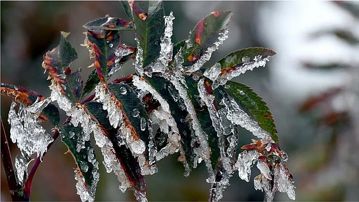 Zirai Don Komisyonu Son Toplantıya Hazırlanıyor