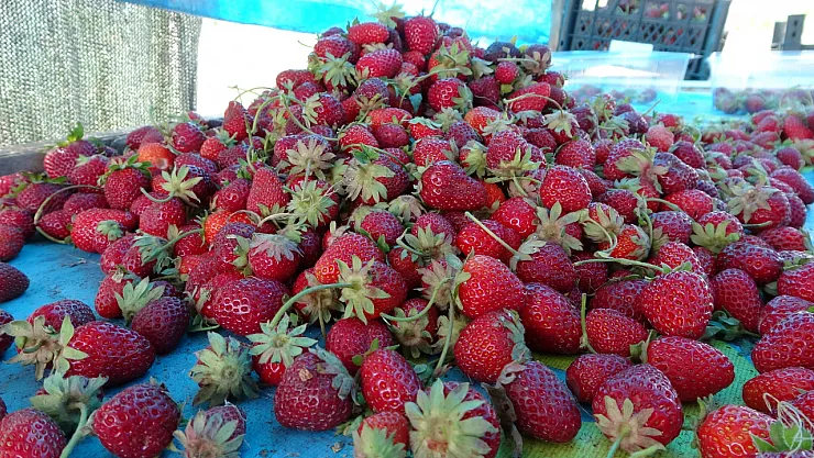Zirai don sonrası ilk hasat çilekten geldi