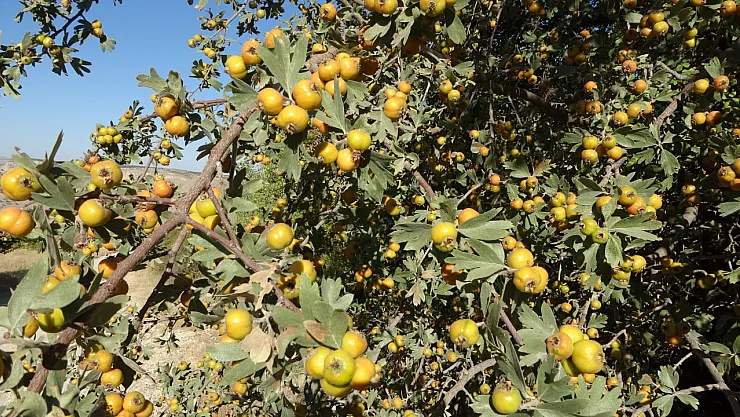 Zirai Donun Telafisi Alıçla Geldi