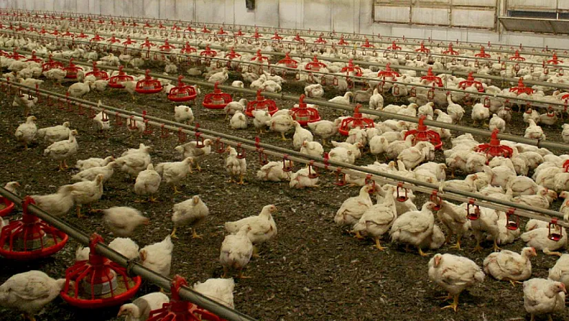 Avustralya'da Kuş Gribine Karşı Yeni Hamle!