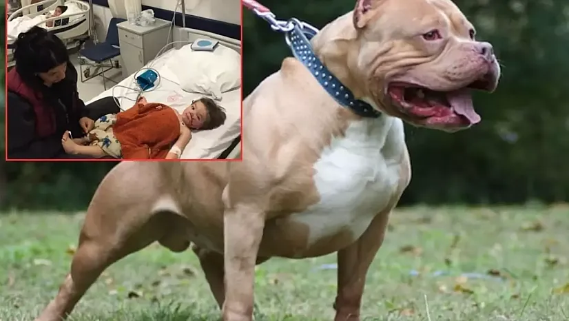 Başkentte Pitbull Dehşeti! Küçük Kardeşler Hastanede, Aile Adalet İstiyor