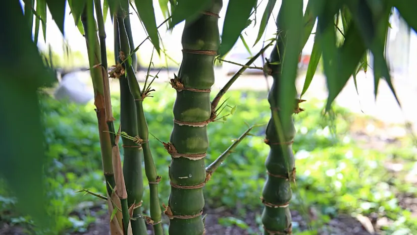 Bilim Dünyası O Bitkiyi Süper Gıda İlan Etti!
