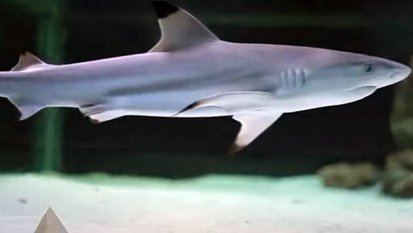 Brezilya'da 13 Yaşındaki Çocuk Köpekbalığı Saldırısında Can Verdi!