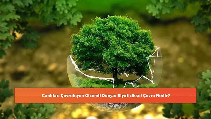 Canlıları Çevreleyen Gizemli Dünya: Biyofiziksel Çevre Nedir?