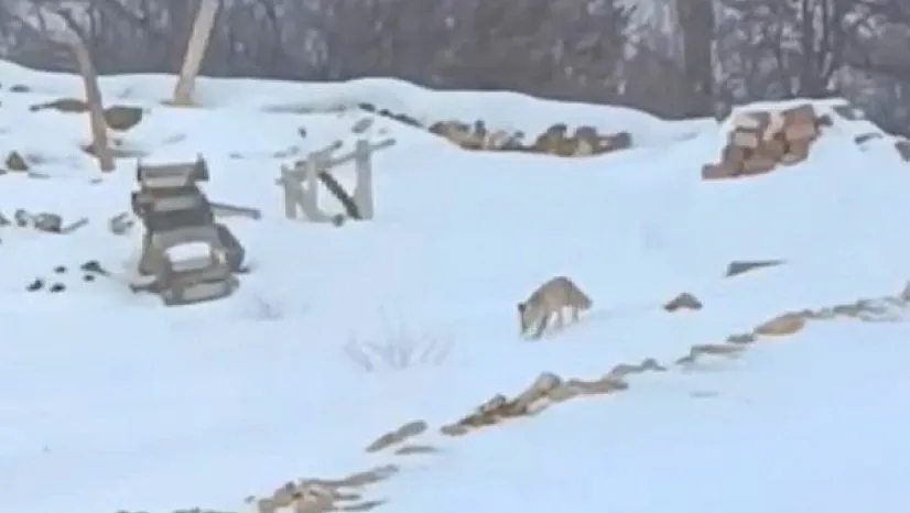 Darende'de Kış Doğayı Vurdu: Yaban Hayvanları Açlıkla Karşı Karşıya