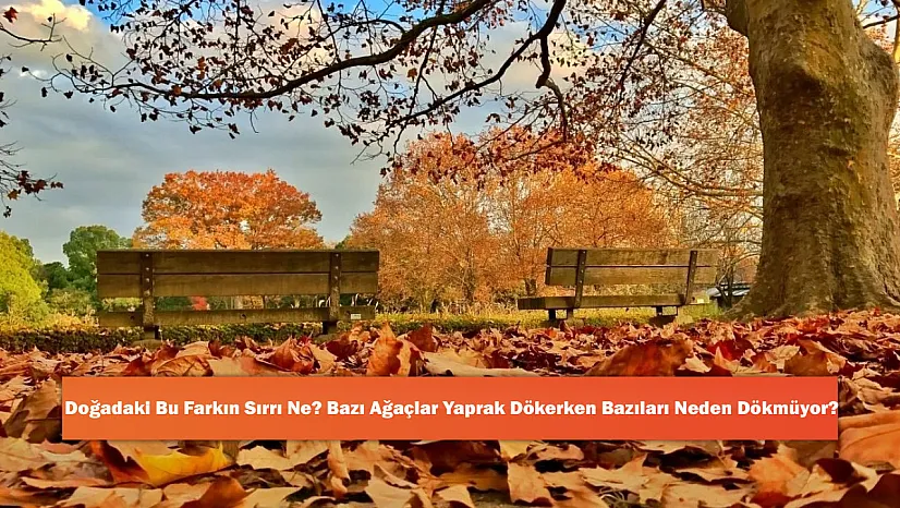 Doğadaki Bu Farkın Sırrı Ne? Bazı Ağaçlar Yaprak Dökerken Bazıları Neden Dökmüyor?