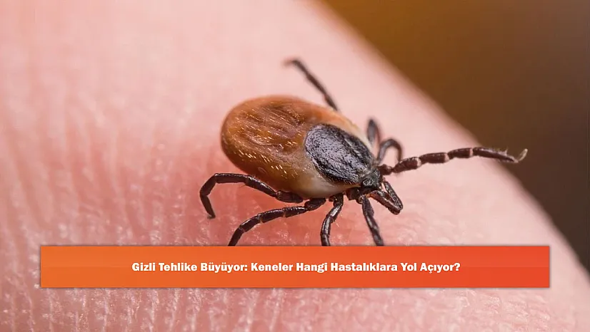 Gizli Tehlike Büyüyor: Keneler Hangi Hastalıklara Yol Açıyor?