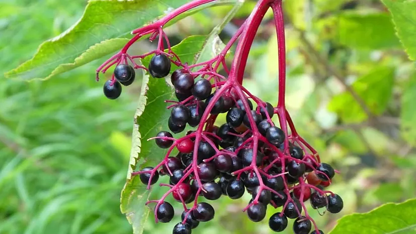 Kış Hastalıklarına Doğal Kalkan: Kara Mürver Grip Süresini Kısaltıyor