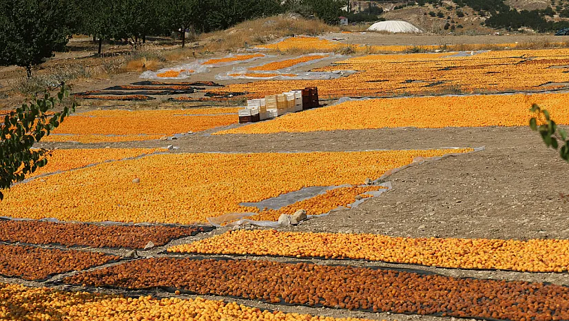 Malatya'da Sezonun Son Kayısıları Toplanıyor! Yüksek Rakım Dikkat Çekiyor