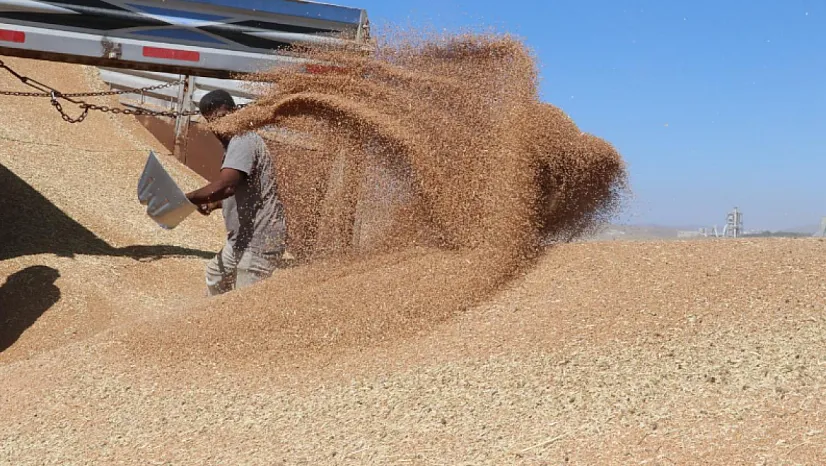 Tarımda Bereket Yılı: Hububat Üretiminde Rekor Verim Beklentisi!