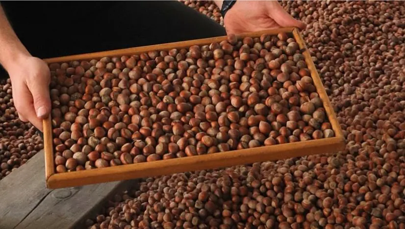 Trabzon Fındık İhracatında İkinci Sırada