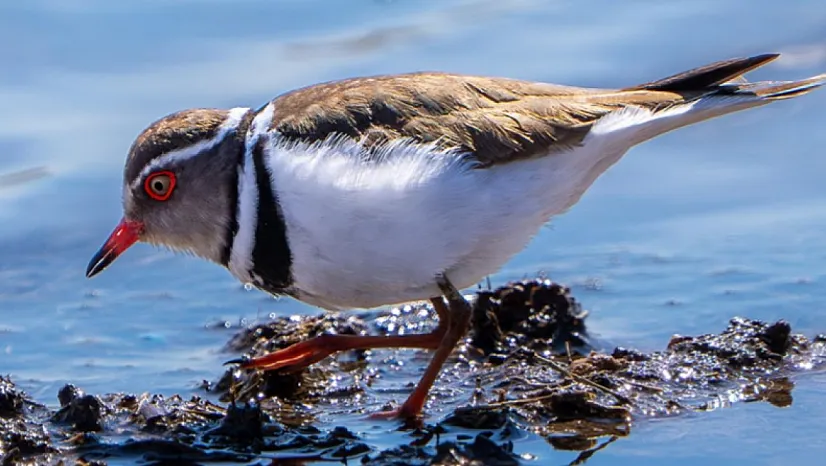 Türkiye'nin 504. Kuş Türü Gaziantep'te Kaydedildi: Takkeli Cılıbıt İlk Kez Görüldü
