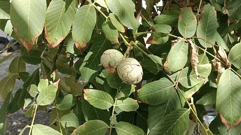 Babasının Su Verilmez Denen Ağaçlarına Baktı, Şimdi Tonlarca Ürün Topluyor