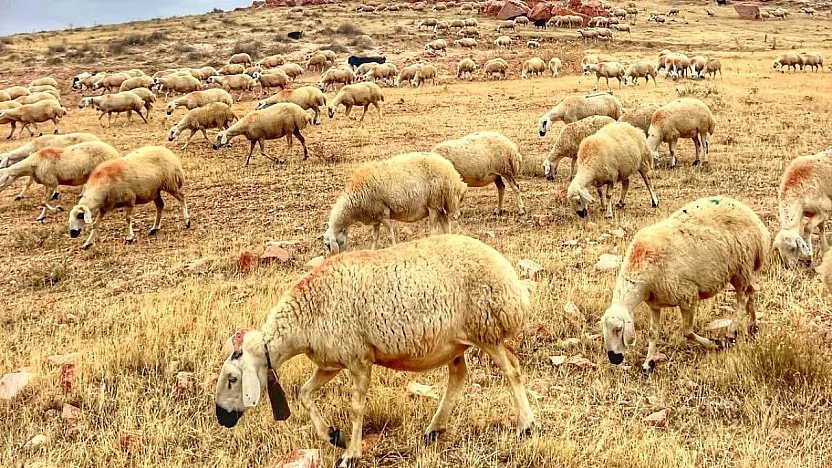 Bakanlıktan Yerli Hayvan Irklarına 2,7 Milyar TL Destek