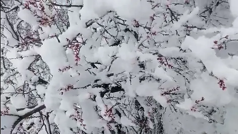 Darende'de 20 Santim Kar! Kayısı Dalında Donma Tehlikesiyle Burun Buruna