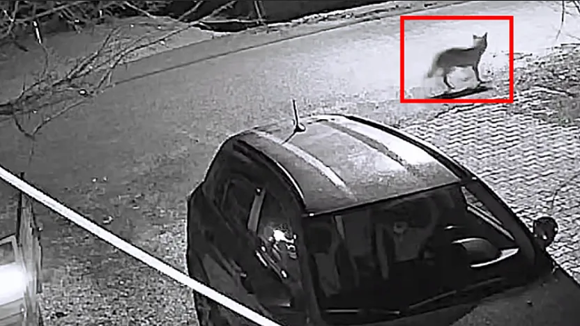 Doğanşehir'de Beklenmedik Misafir: Aç Kalan Kurt Mahalleye İndi!