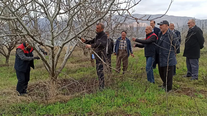 Kale'de Meyve Üreticisine Budama Dersi: Yanlış Budama Verimi Düşürüyor!