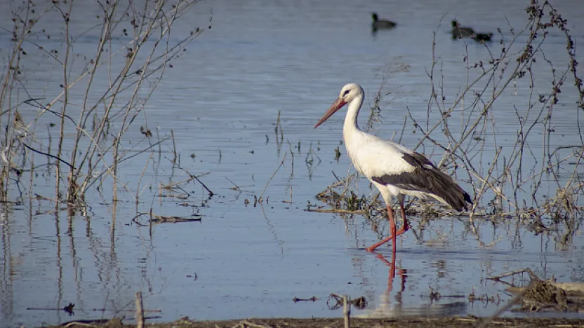 Karakaya Barajı'nda Bahar Mesaisi: Göç Yolundaki Leylekler Yuvalarına Döndü!