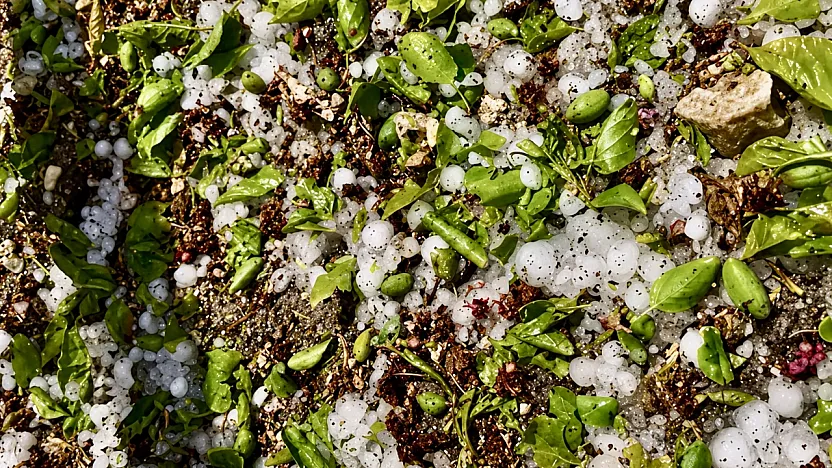 Kayısı  Ağaçlarını Dolu Vurdu! Darende'de Hasar Büyük