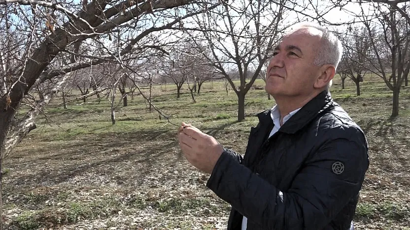 Kayısı Üreticisine Kötü Haber: Rekolte Beklentisi Düştü!