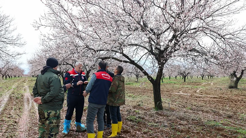 Kayısıyı Dolu Vurdu mu? Malatya'da Kayısı İçin Kritik Açıklama!