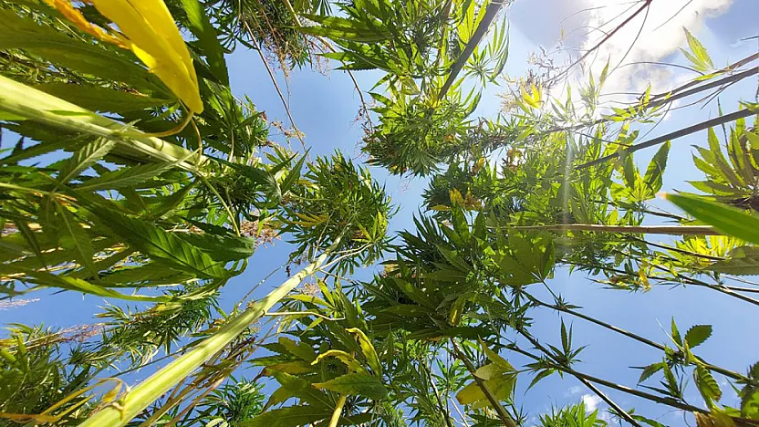 Kenevir Yönetmeliği Değişti, Malatya Listede Öne Çıktı