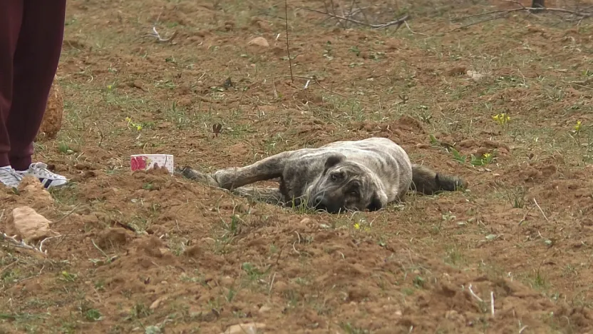 Kuşdoğan'da Kan Donduran İddialar: Zehirlenen ve Vurulan Hayvanlar!