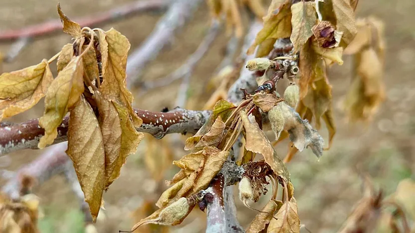 Malatya Çiftçilerine Kritik Uyarı! Zirai Dona Karşı Nasıl Tedbirler Alınmalı?