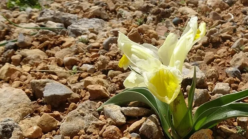 Malatya'da 1600 Rakımda Görsel Şölen! Nesli Tehlikedeki Endemik Bitki Çiçek Açtı