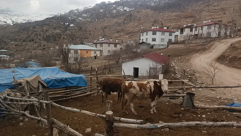 Malatya'da Ahır Krizi! Proje Eksikliği Üretimi Bitirdi