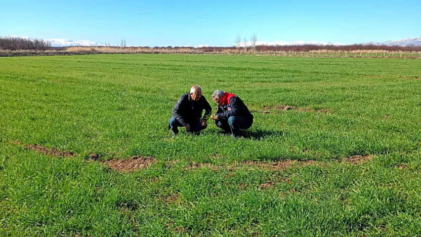 Malatya'da Altın Sarısı Başaklar Mercek Altında: Buğday Tarlalarında Hastalık Nöbeti!