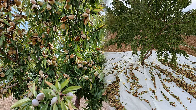 Malatya'da Badem Üretimi Büyüyor! Tek Sorun Pazar Bulmak