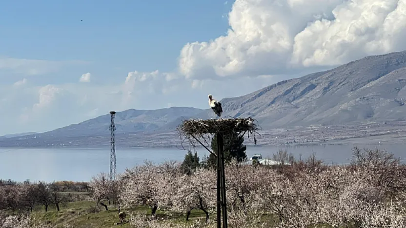 Malatya'da Bahar Görseli: Leylekler Kayısı Çiçekleri Arasında Yuvalarına Döndü!