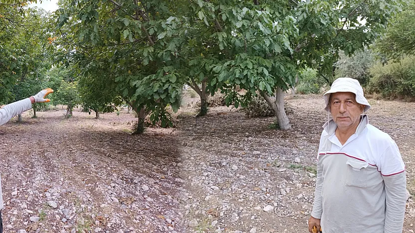 Malatya'da Bahçelerden Ceviz Çıkıyor! Hasat Zamanı Geldi