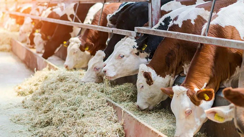 Malatya'da Dana, Düve ve Kesim Ücretleri Açıklandı!