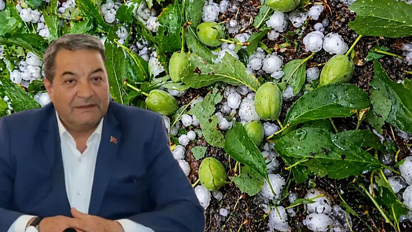 Malatya'da Dolu Kayısıyı Vurdu, Hasar Tespiti Başlayacak mı?