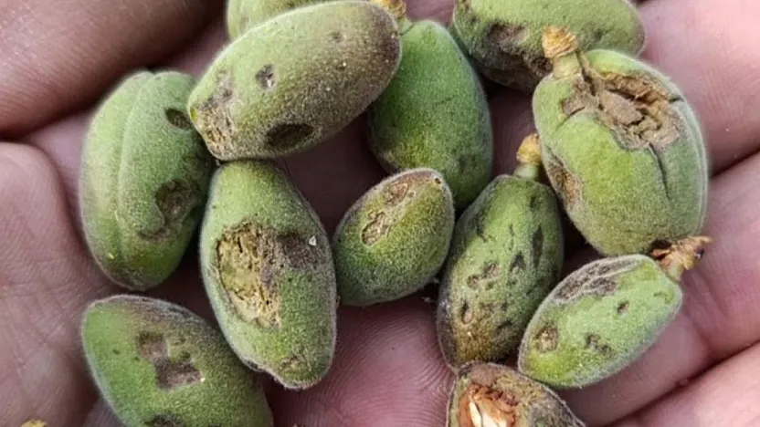 Malatya'da Dolu Tarım Arazilerini Vurdu! Vali Yavuz'dan Hasar Tespiti Talimatı