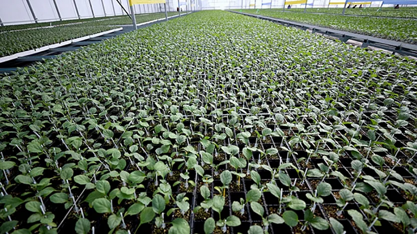 Malatya'da Fide Dağıtımı İçin Başvuru Tarihleri Netleşti!