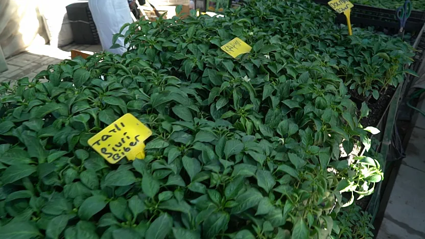 Malatya'da Fide Sezonu Açıldı! İşte En Çok Satılan Ürünler