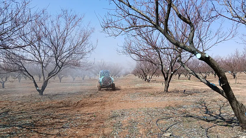 Malatya'da Kayısı Ağaçlarında İlaçlama Mesaisi!