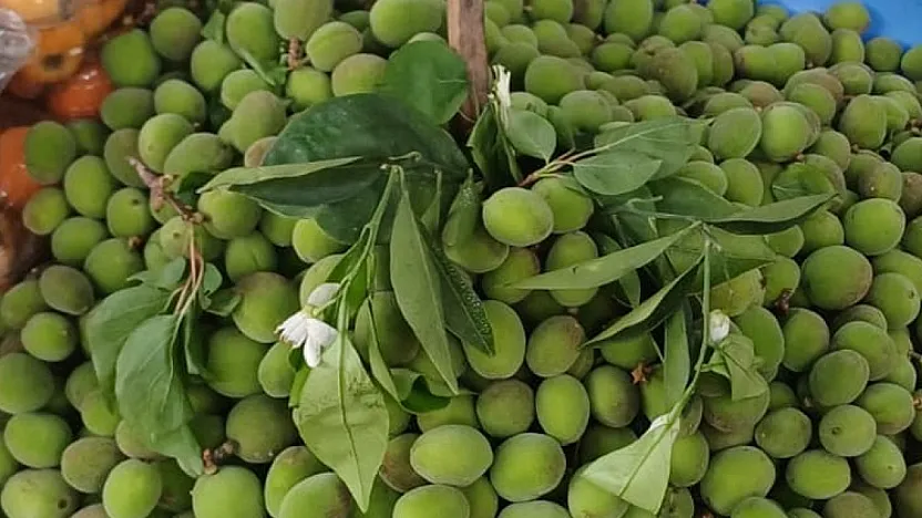 Malatya'da Kayısı Alarmı! Çağla Fiyatları Cep Yakıyor