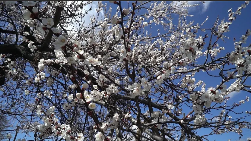 Malatya'da Kayısı Alarmı: Maliyetler Katlandı, Verim Düştü, Üretici Çaresiz