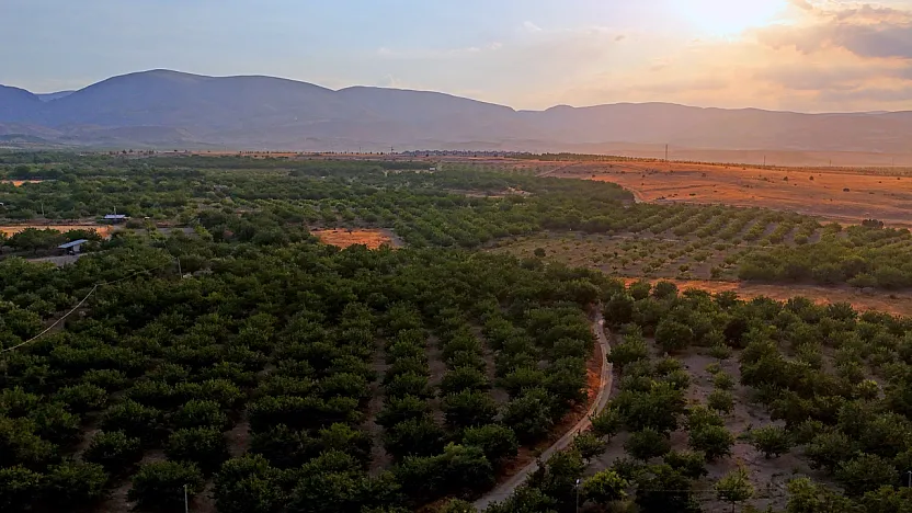 Malatya'da Kayısı Sadece Geçim Kaynağı Değil! Milyonlarca Ağaç Ekolojik Dengeyi Destekliyor