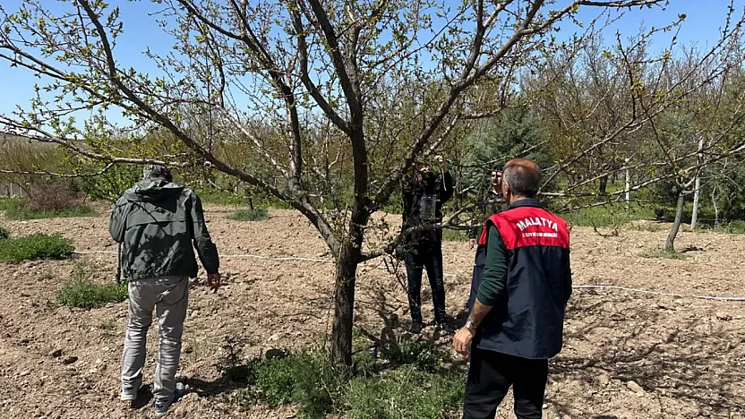 Malatya'da Kayısıyı Kokarcadan Koruyacak Tuzaklar Kuruldu!