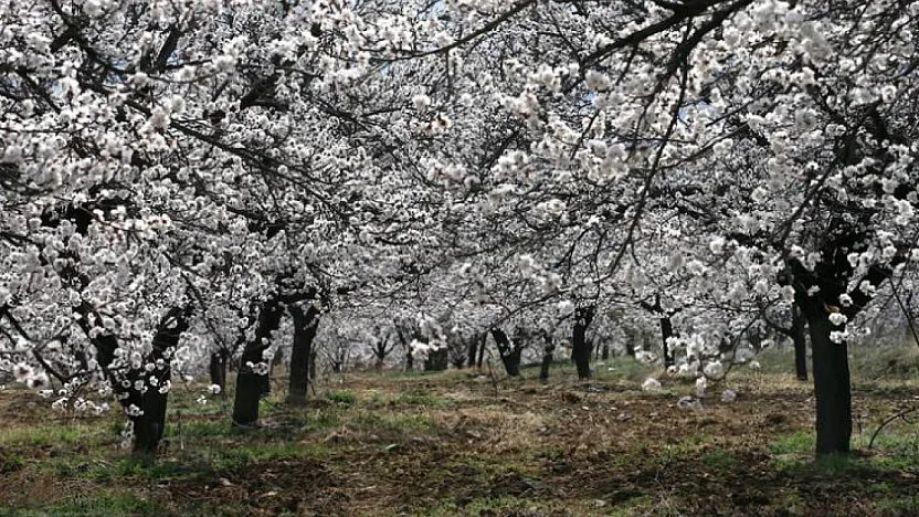 Malatya'da Kritik Hafta Sonu Uyarısı! Kayısı İçin Zirai Don Alarmı!