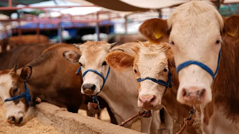 Malatya'da Kurbanlık Fiyatları ve Stok Durumu Netleşti
