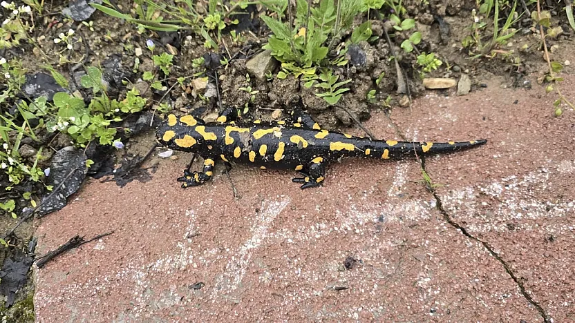 Malatya'da Nadir Görülüyor! Gündüzbey'de Ortaya Çıkan O Canlı Heyecan Yarattı!